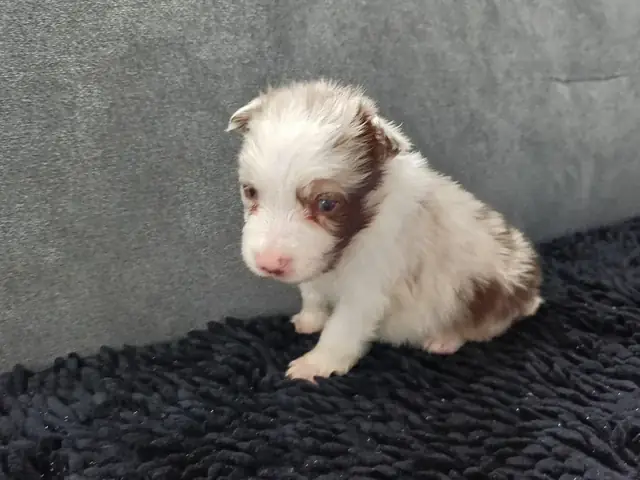 Thính Giác Siêu Âm Của Chó: Giải Mã Thế Giới Âm Thanh Vô Hình Thính Giác Siêu Âm Của Chó: Giải Mã Thế Giới Âm Thanh Vô Hình