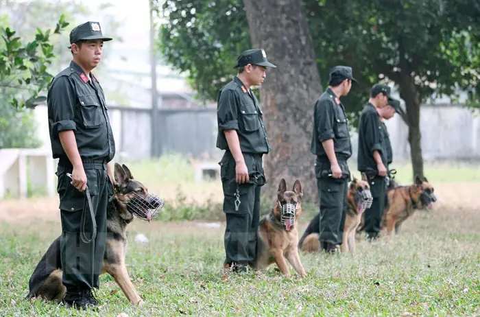 Chó Nghiệp Vụ An Ninh: Vai Trò, Đào Tạo Và Ứng Dụng Thực Tiễn Trong Bảo Vệ An Ninh Quốc Gia