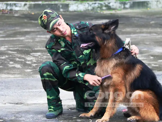 Biệt Đội Chó Nghiệp Vụ Của Bộ Đội Biên Phòng Biệt Đội Chó Nghiệp Vụ Của Bộ Đội Biên Phòng