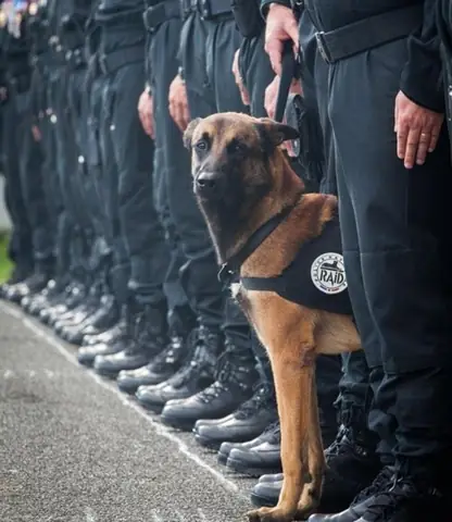 Chó Nghiệp Vụ Mỹ Doanhnhansaigon