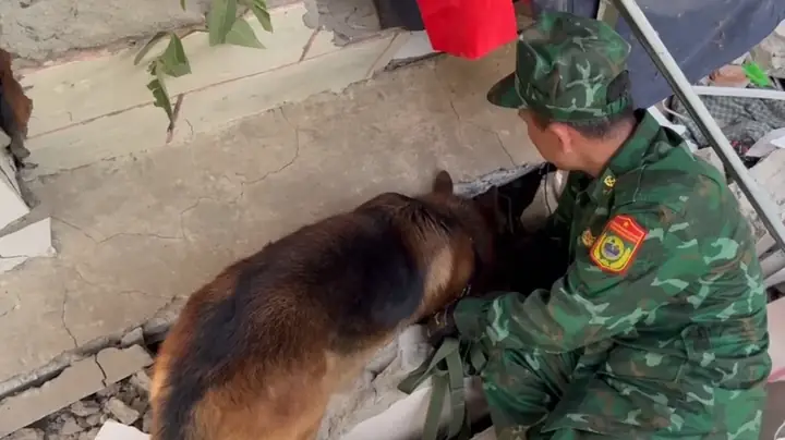 Chó Nghiệp Vụ Ở Việt Nam