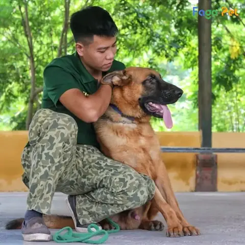 Các Bài Huấn Luyện Chó Nghiệp Vụ Tại Fago Pet