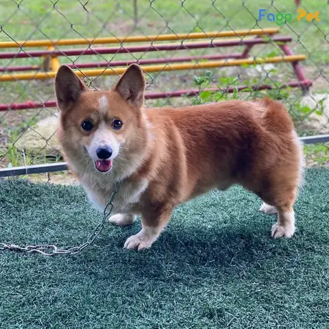 Điều Kiện Học Tập Của Khóa Huấn Luyện Chó Nghiệp Vụ