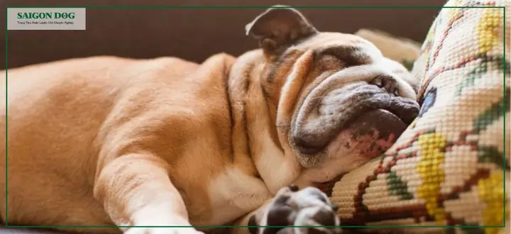 Thời Gian Ngủ Trung Bình Của Chó Là Bao Nhiêu? Thời Gian Ngủ Trung Bình Của Chó Là Bao Nhiêu?