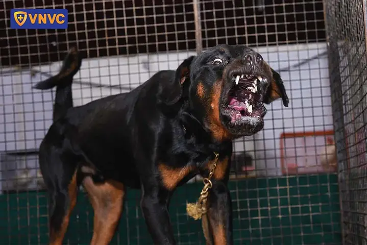 Bị Chó Cắn Có Nên Tiêm Phòng Ngay Không?