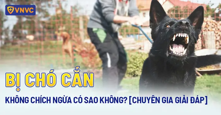 Bị Chó Cắn Không Chích Ngừa Có Sao Không
