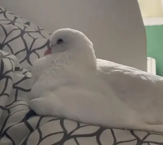 Tìm Chỗ Nhận Nuôi Chó Mèo Uy Tín Ở Đâu?