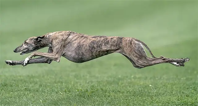 Chó Nhanh Nhất Thế Giới: Top 10 Ưng Duệ Lừng Danh Với Tốc Độ Kinh Hoàng Chó Nhanh Nhất Thế Giới: Top 10 Ưng Duệ Lừng Danh Với Tốc Độ Kinh Hoàng