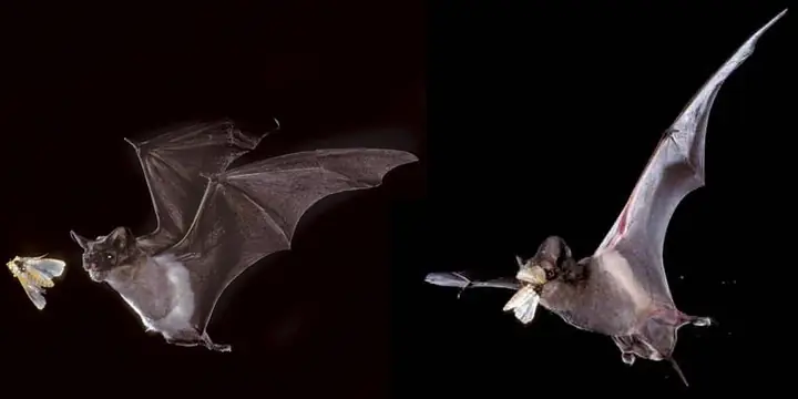 Xếp Hạng Các Loài Động Vật Chạy Nhanh Nhất Thế Giới Xếp Hạng Các Loài Động Vật Chạy Nhanh Nhất Thế Giới