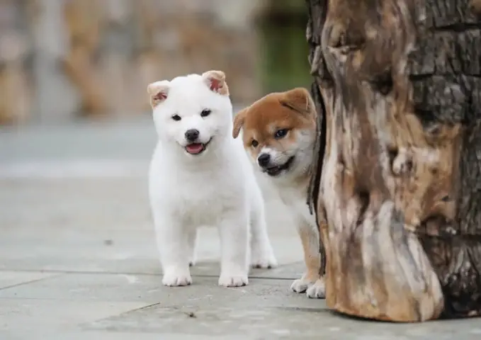 Đặc Điểm Ngoại Hình Của Shiba Inu