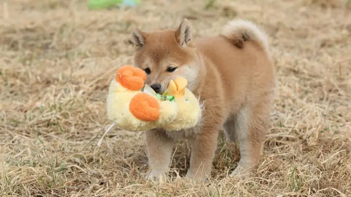Vận Động Và Môi Trường Của Shiba Inu