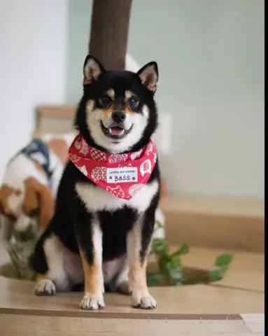 Chó Nhật Bản Giá Bao Nhiêu