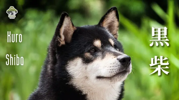 Đặc Điểm Ngoại Hình Của Shiba Inu