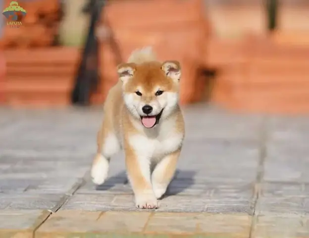 Đặc Điểm Ngoại Hình Của Shiba Inu
