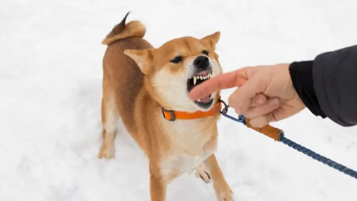 Nguyên Nhân Và Biện Pháp Khắc Phục Hành Vi Của Shiba Inu Thường Được Coi Là Điểm Yếu.