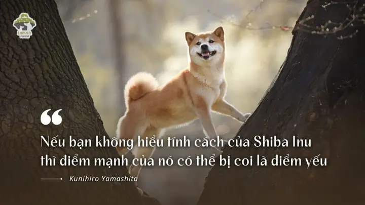 Cách Huấn Luyện Shiba Inu