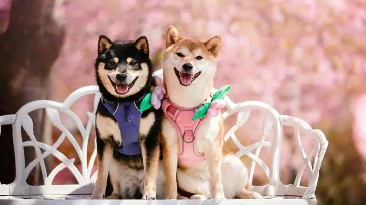 Tính Cách Của Shiba Inu