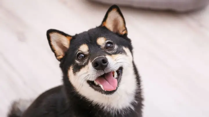 Chó Shiba Inu Trên 6 Tháng Tuổi