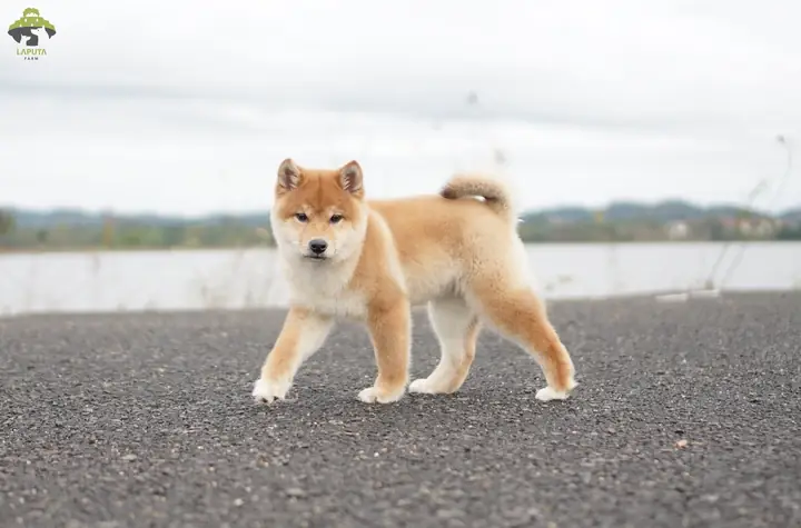 Đặc Điểm Ngoại Hình Của Shiba Inu