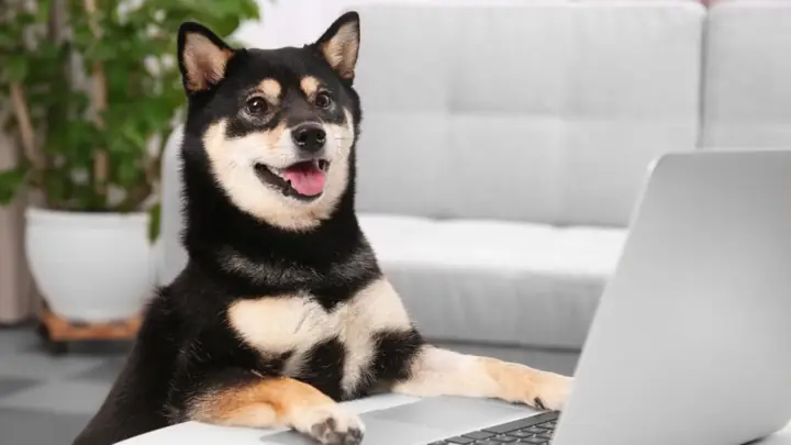 Đặc Điểm Lông Của Shiba Inu