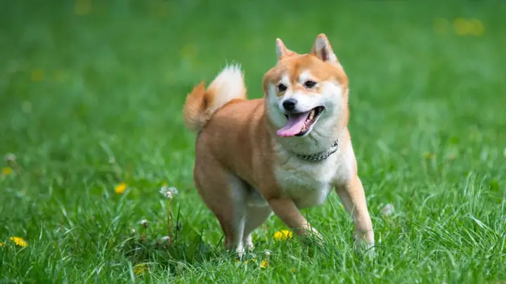 Kích Thước Chó Nhỏ – Dễ Nuôi