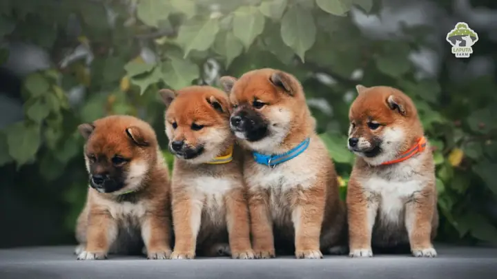 Đặc Điểm Ngoại Hình Của Shiba Inu
