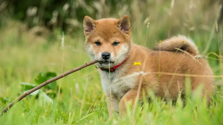 Nguyên Nhân Và Biện Pháp Khắc Phục Hành Vi Của Shiba Inu Thường Được Coi Là Điểm Yếu.