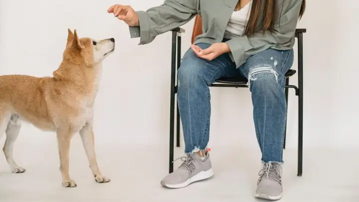 Nguyên Nhân Và Biện Pháp Khắc Phục Hành Vi Của Shiba Inu Thường Được Coi Là Điểm Yếu.