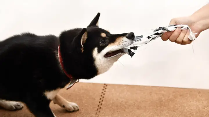 Nguyên Nhân Và Biện Pháp Khắc Phục Hành Vi Của Shiba Inu Thường Được Coi Là Điểm Yếu.