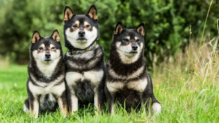 Cách Chăm Sóc Lông