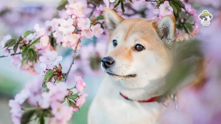 Lý Do Nên Nuôi Giống Chó Shiba Inu