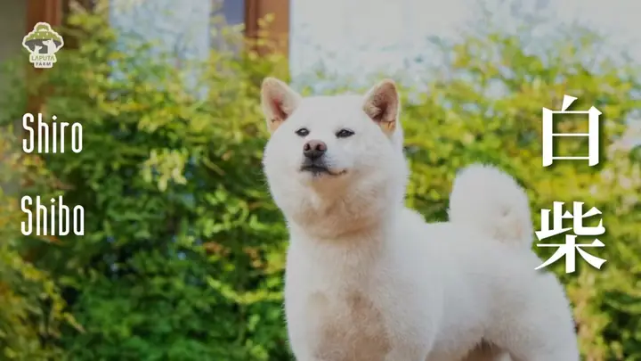 Đặc Điểm Ngoại Hình Của Shiba Inu