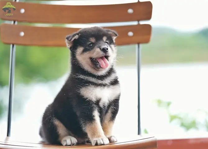 Đặc Điểm Ngoại Hình Của Shiba Inu