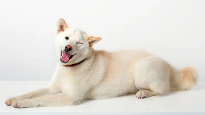 Trung Thành – Vui Vẻ – Tình Cảm