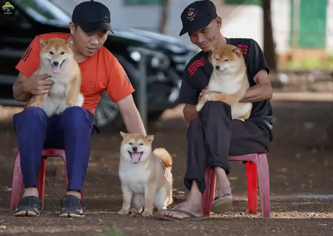 Đặc Điểm Ngoại Hình Của Shiba Inu