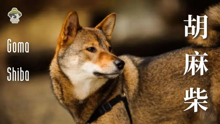 Đặc Điểm Ngoại Hình Của Shiba Inu