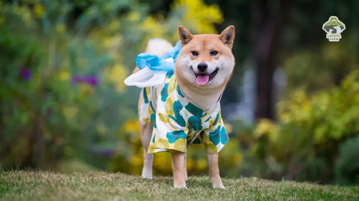 Đặc Điểm Ngoại Hình Của Shiba Inu