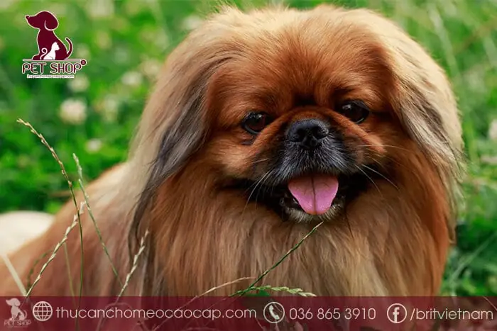 Yếu Tố Nào Ảnh Hưởng Tới Chó Nhật Giá Bao Nhiêu?