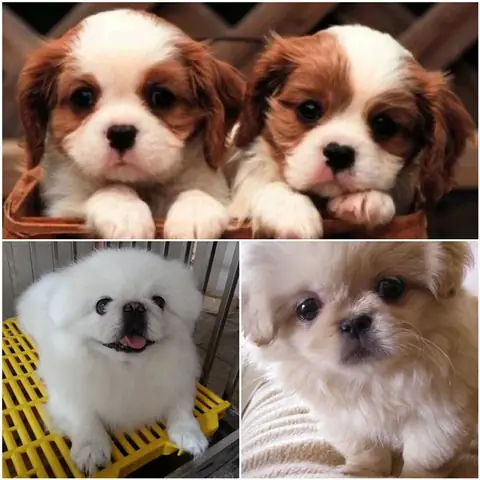 Chó Nhật Lai Bắc Kinh 2 Tháng Tuổi: Đặc Điểm, Chăm Sóc Và Phát Triển