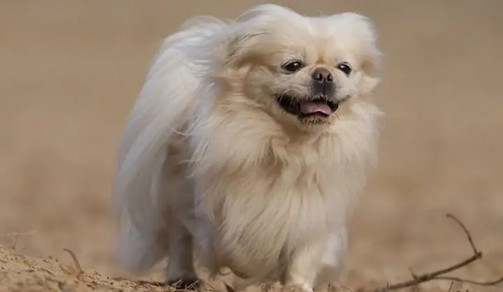 Chó Nhật Lai Bắc Kinh Bao Nhiêu Tiền? Bảng Giá, Đặc Điểm Và Kinh Nghiệm Nuôi