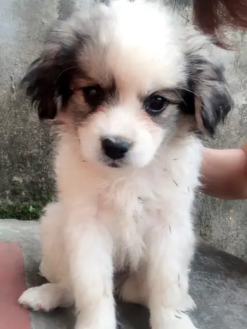 Chó Nhật Lai Bắc Kinh Có Ngoại Hình Dễ Thương Làm Say Đắm Bao Người