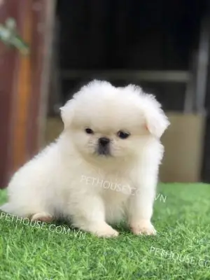 Giá Chó Bắc Kinh