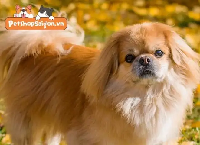 Chó Nhật Lai Bắc Kinh Giá Rẻ Tphcm: Thông Tin Cần Biết Trước Khi Nuôi