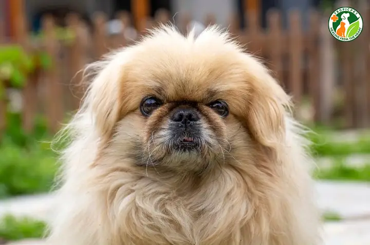 Nguồn Gốc Chó Bắc Kinh Lai Nhật