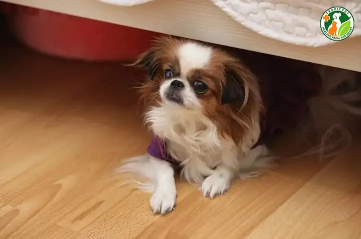 Chin-wa (chó Nhật Lai Chó Chihuahua)