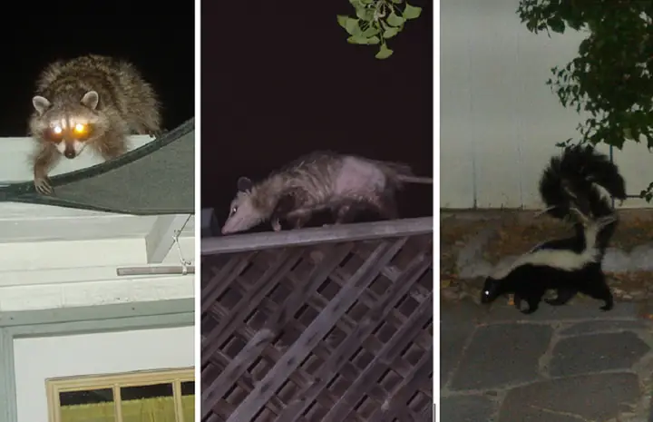 Chó Nhật Lai Gấu Trưởng Thành