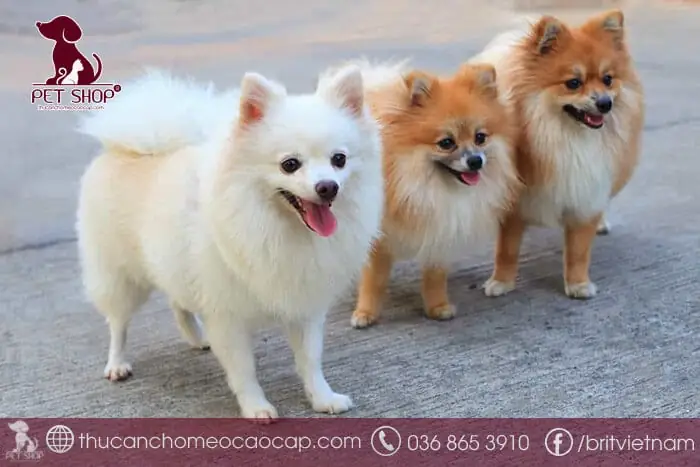 Chó Nhật Lai Giá Rẻ: Thực Hư Và Những Điều Cần Biết Trước Khi Nuôi