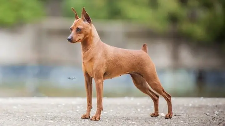 Cách Nuôi Chó Phốc Hươu Theo Giai Đoạn