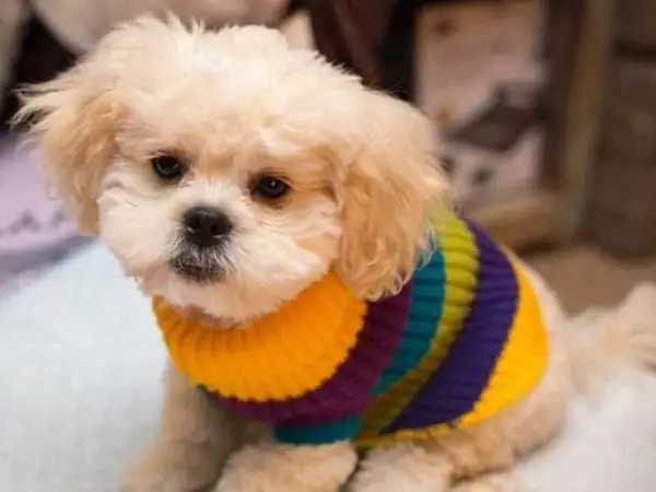 Poodle Lai Bắc Kinh