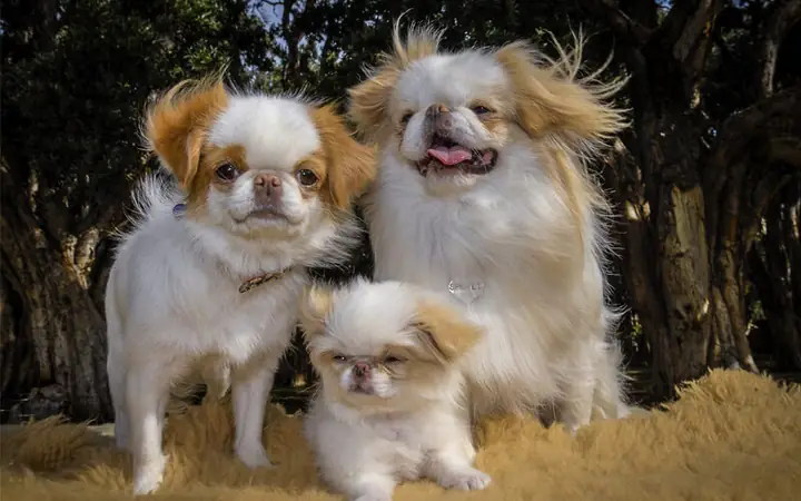 Nguồn Gốc Chó Nhật Nguồn Gốc Chó Nhật